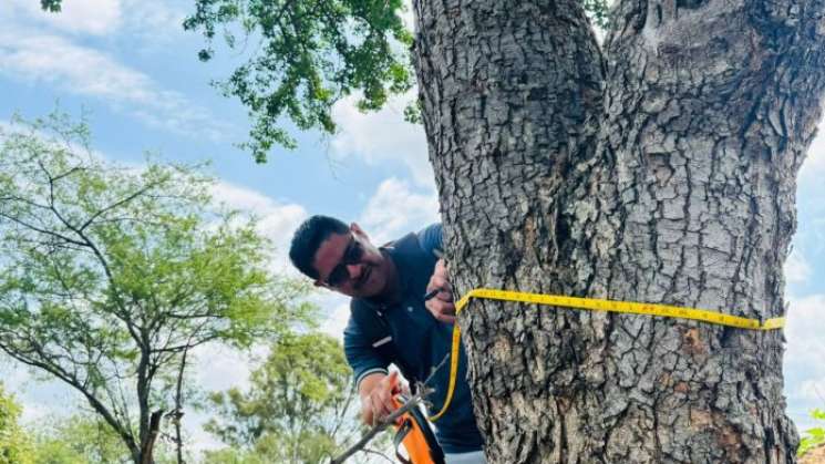 Evalúa Secretaría de Medio Ambiente arbolado urbano en municipios