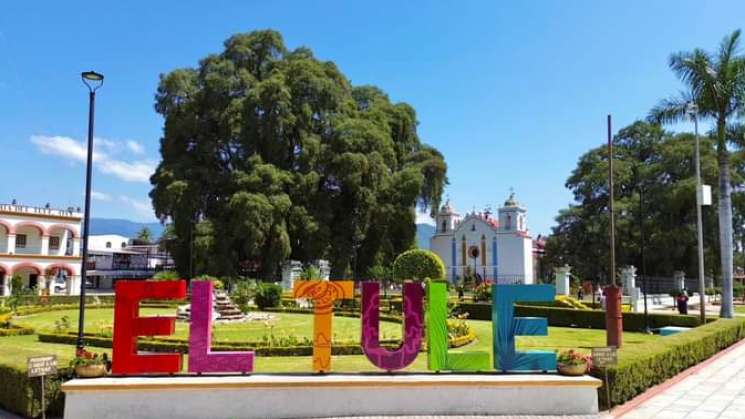 Celebran al Árbol del Tule con acciones para su conservación