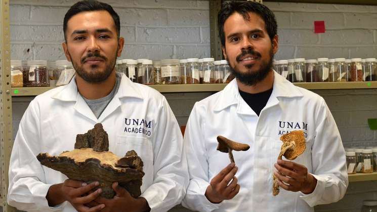 Hallan Investigadores de la UNAM nueva especie de árbol en México