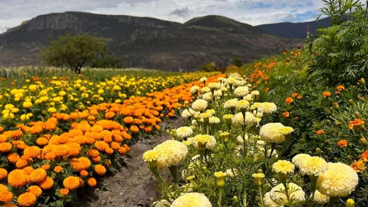 Celebrará Unión Zapata segunda Feria de las Flores de Muertos  