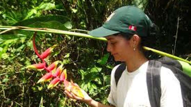 Hallan investigadores de UNAM nueva especie de árbol en Sinaloa