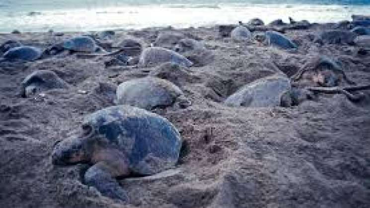 Arribazón de más de 625 mil tortuga en Playa Escobilla, Oaxaca 