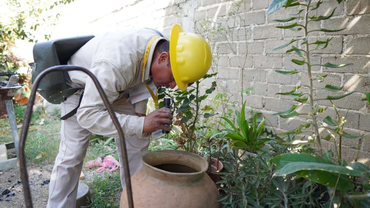 SSO suman 24 casos nuevos de dengue en Oaxaca 