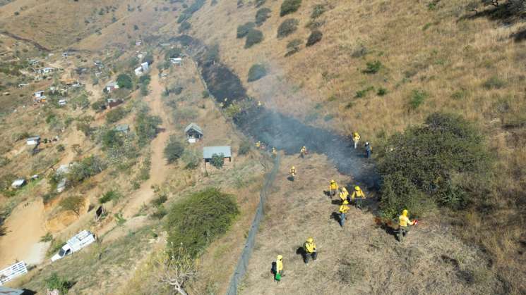 Con línea negra, protege Coesfo reforestación en Monte Albán 