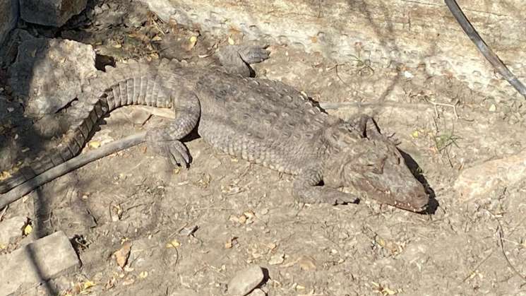 Reporta Protección Civil hallazgo de caimán en San Pablo Huixtepe